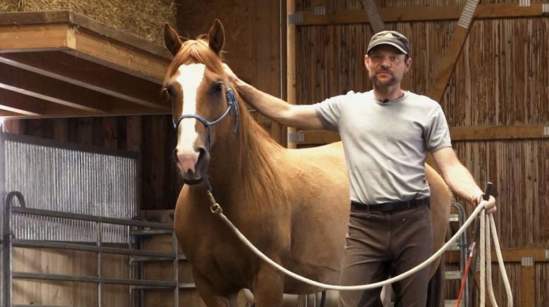 Der Pferdeflüsterer und sein Mustang - Pferdetraining im Appenzellerland