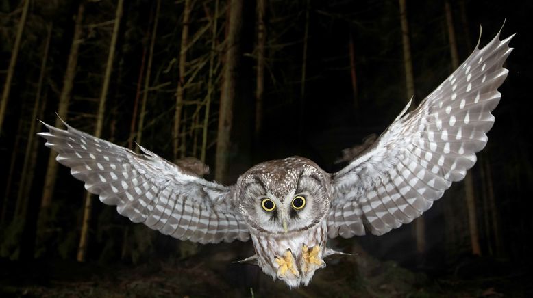 Die Nacht erwacht! Über Leben im Wald