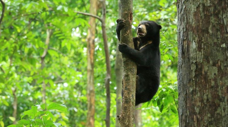 Wilde Insel Borneo