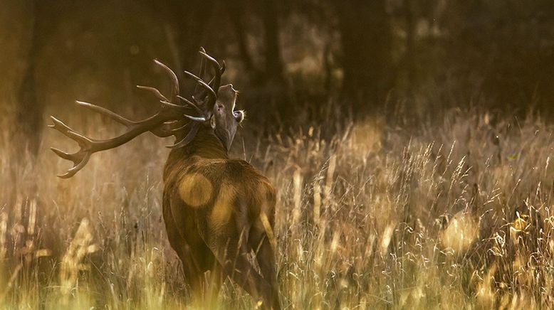 Der Hirsch - Stolzer König des Waldes