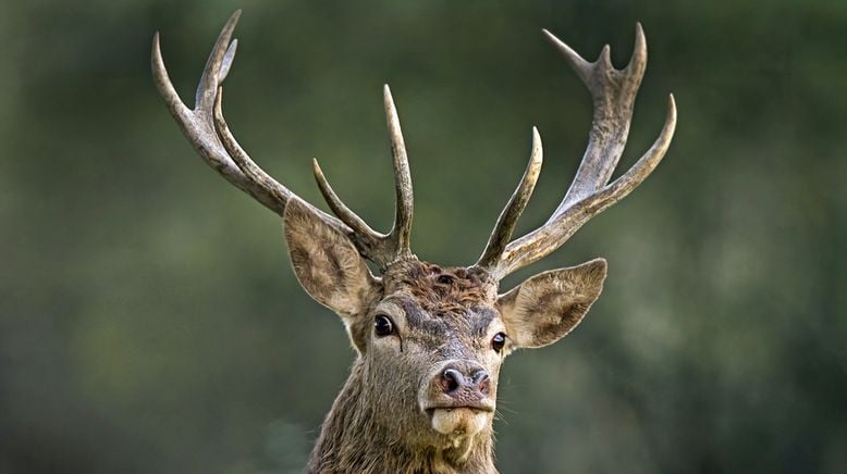 Der Hirsch - Stolzer König des Waldes