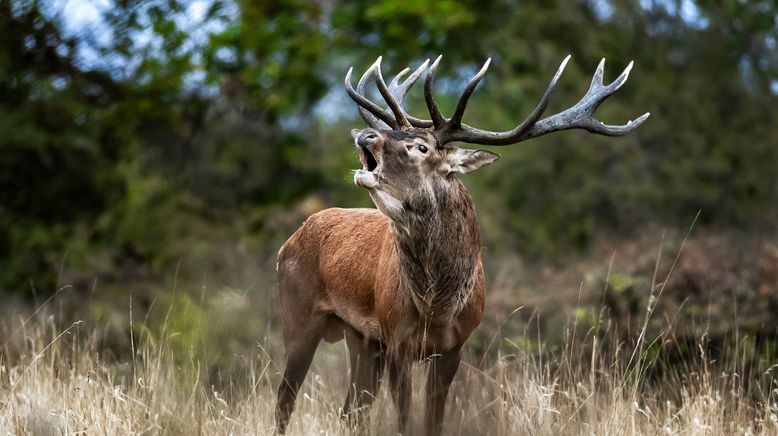 Der Hirsch - Stolzer König des Waldes