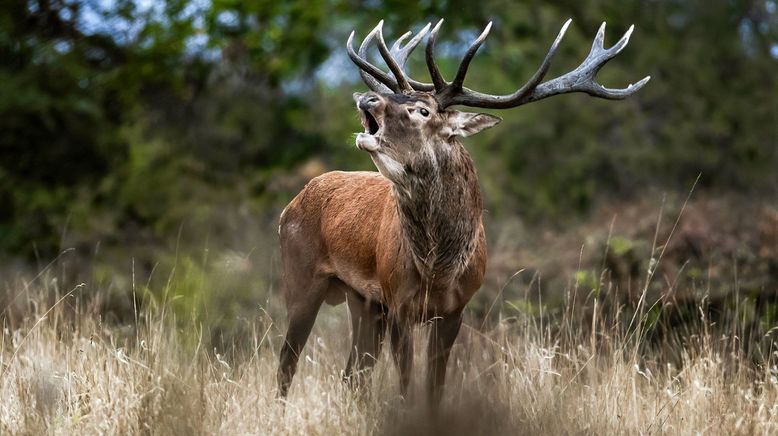 Der Hirsch - Stolzer König des Waldes