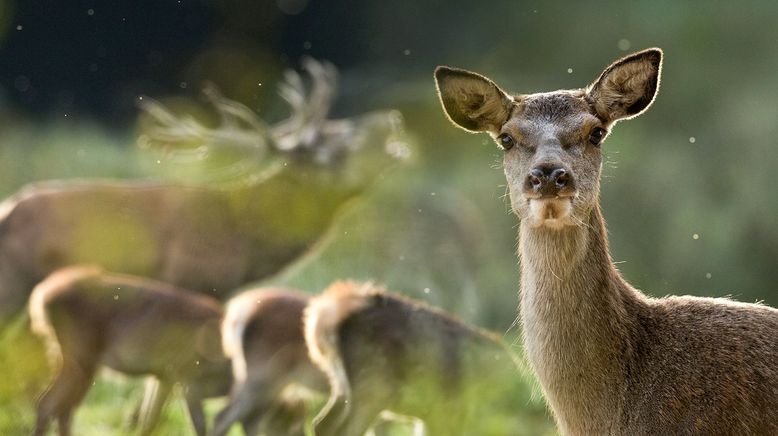 Der Hirsch - Stolzer König des Waldes