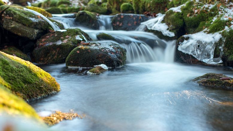 Der Bach - Naturjuwel vor der Haustür