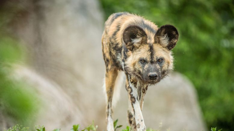 Zoo und so - Tierisch wild!