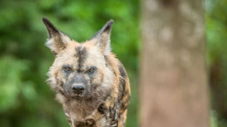 Zoo und so - Tierisch wild!