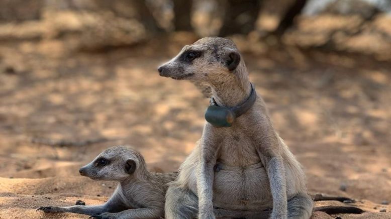 Das Wunder des Lebens: Tierbabys