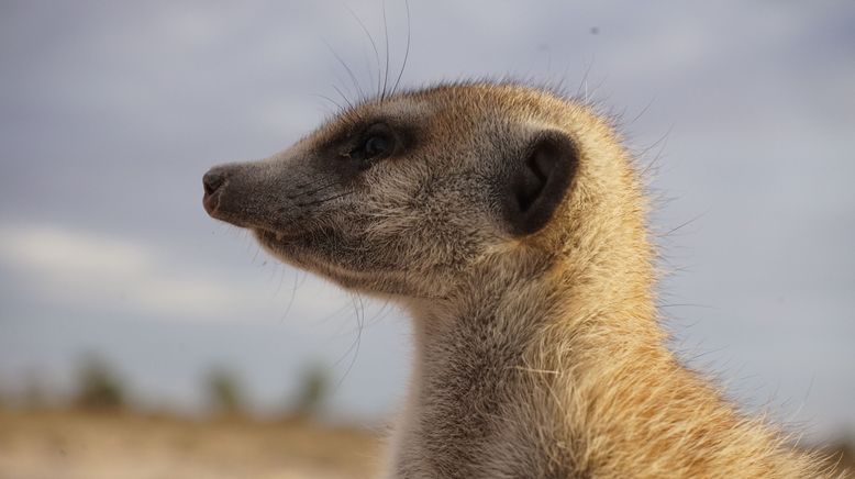 Das Wunder des Lebens: Tierbabys