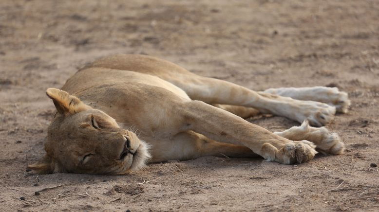 Das Wunder des Lebens: Tierbabys