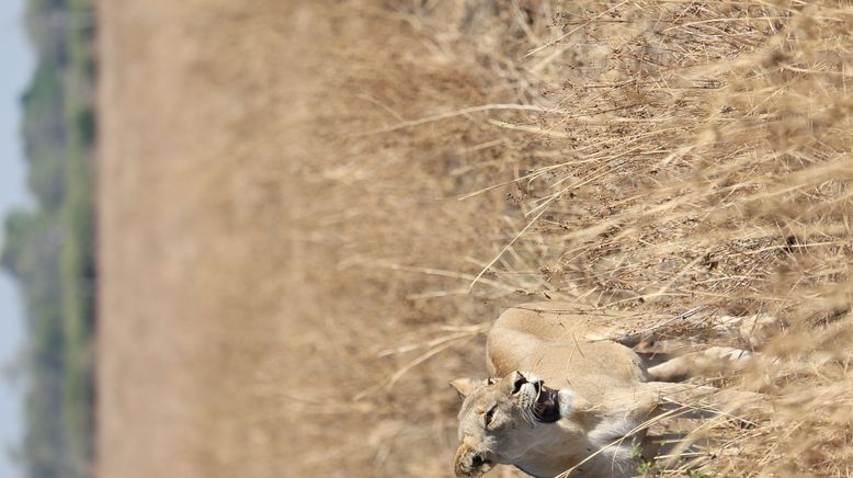 Das Wunder des Lebens: Tierbabys