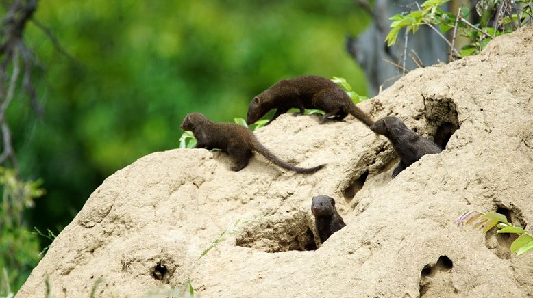 Tierische Wohngemeinschaften