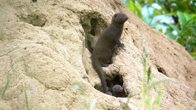 Tierische Wohngemeinschaften