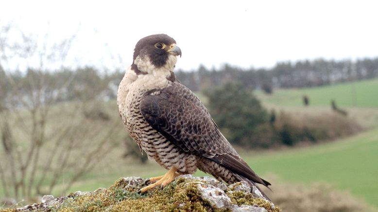 Die Schwäbische Alb - Im Auge des Falken