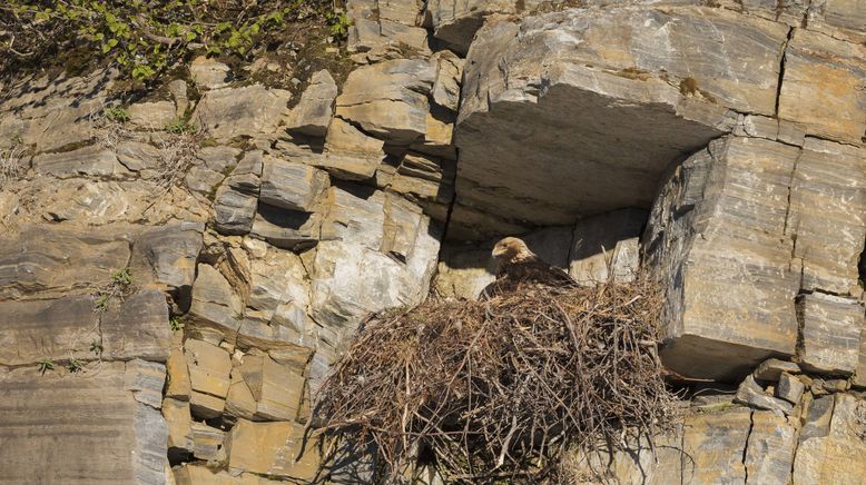 Tierische Überflieger