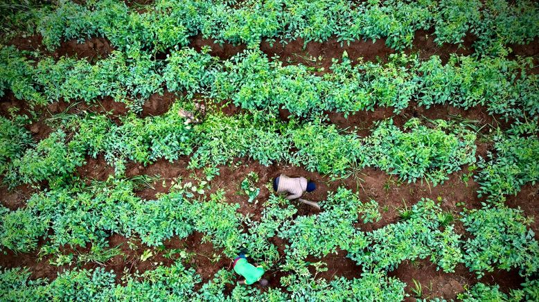 Künstliche Intelligenz in der Landwirtschaft