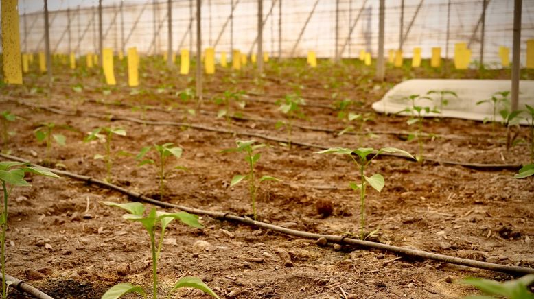 Künstliche Intelligenz in der Landwirtschaft