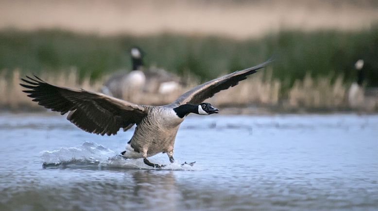 Wasserwildnis in Westfalen - Münsters Rieselfelder