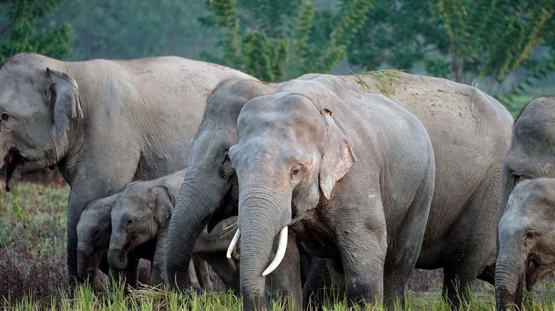 Hati Bondhu, die Elefantenschützer von Assam