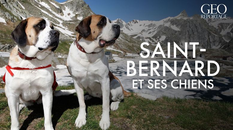 St. Bernhard - Von Menschen und Hunden