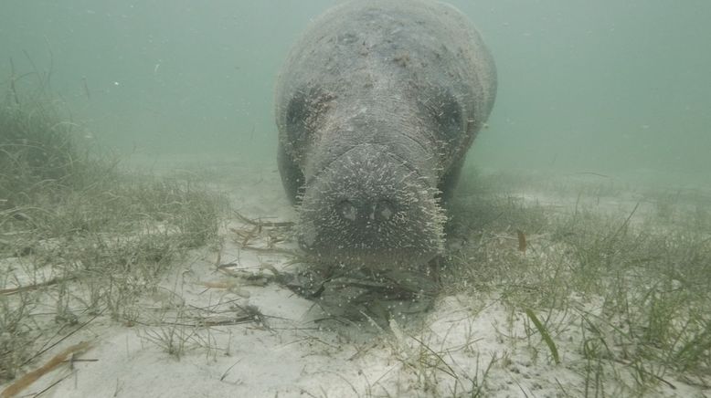 Große, blaue Wildnis