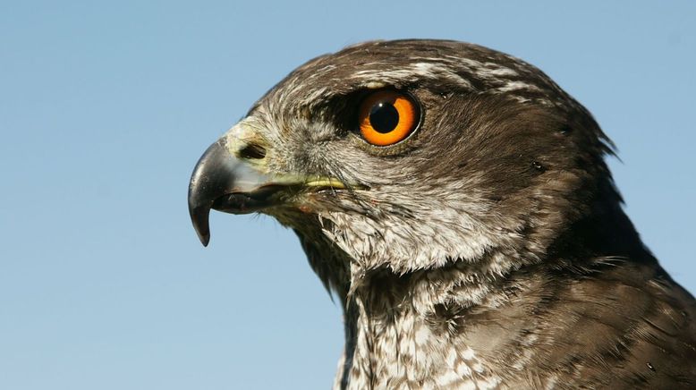 Jäger der Lüfte - Habicht, Bussard, Adler