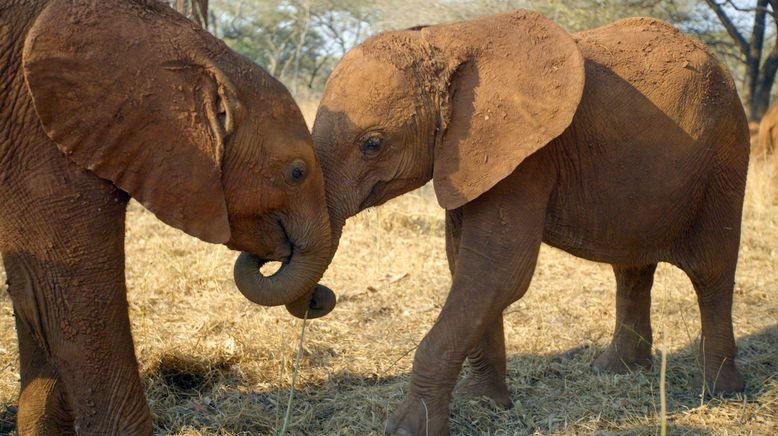 Afrika: Kontinent der Vielfalt