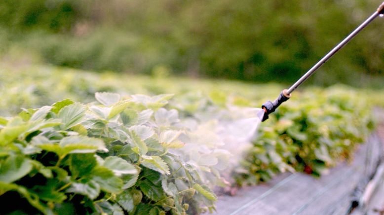 Beeren aus dem Ausland importiert: Süße Früchte - bittere Wahrheiten