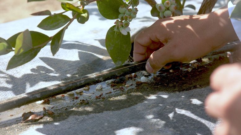 Beeren aus dem Ausland importiert: Süße Früchte - bittere Wahrheiten