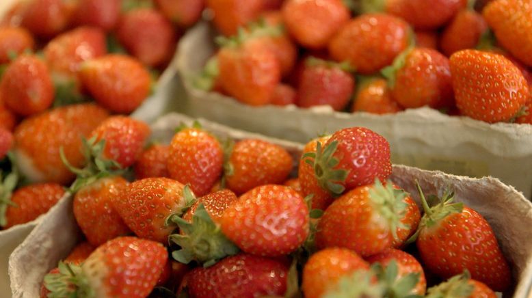 Beeren aus dem Ausland importiert: Süße Früchte - bittere Wahrheiten