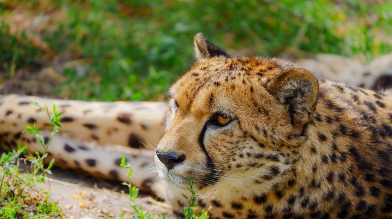 Taronga Zoo Hautnah