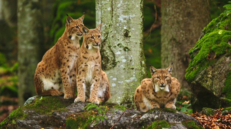 Der Böhmerwald - Grenzenlose Wildnis