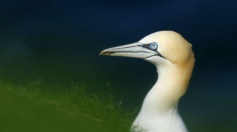 Schottland - Der Ruf der Wildnis