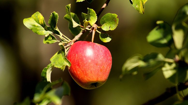 Die Streuobstwiese