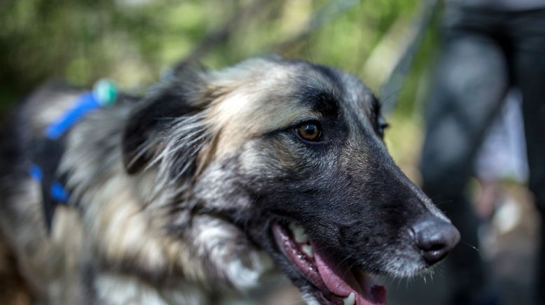 Harte Hunde - Ralf Seeger greift ein