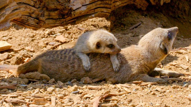 Zoo und so - Tierisch wild!