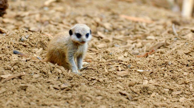 Zoo und so - Tierisch wild!