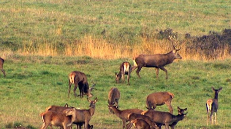 Gehegt und gejagt - der Hirsch