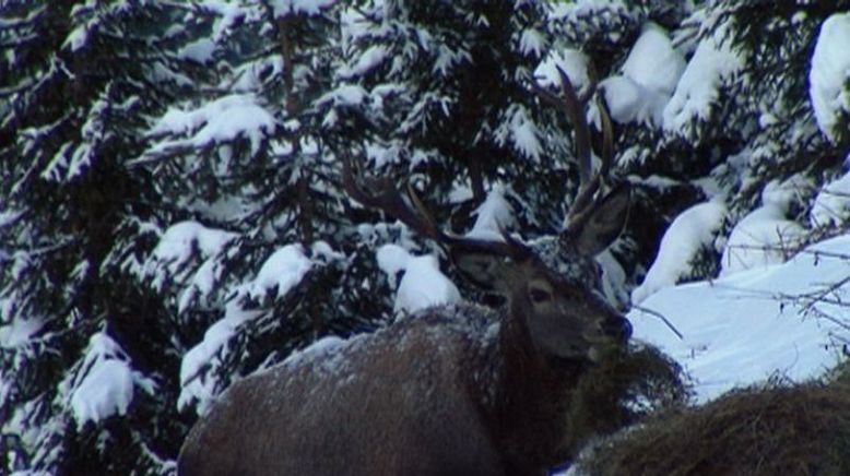 Gehegt und gejagt - der Hirsch