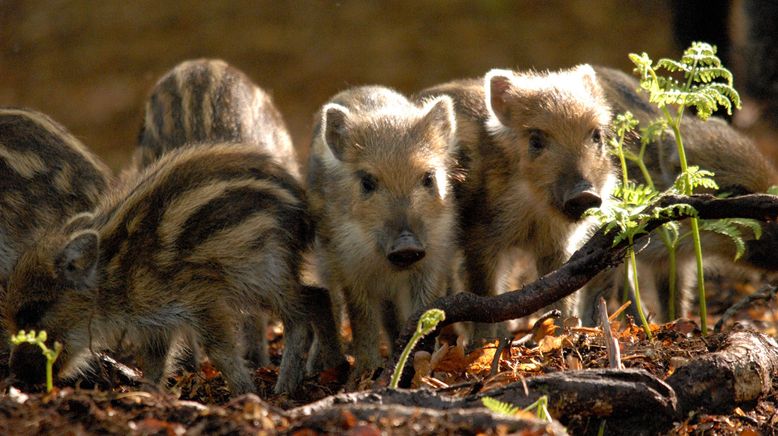 Wilde Tierkinder