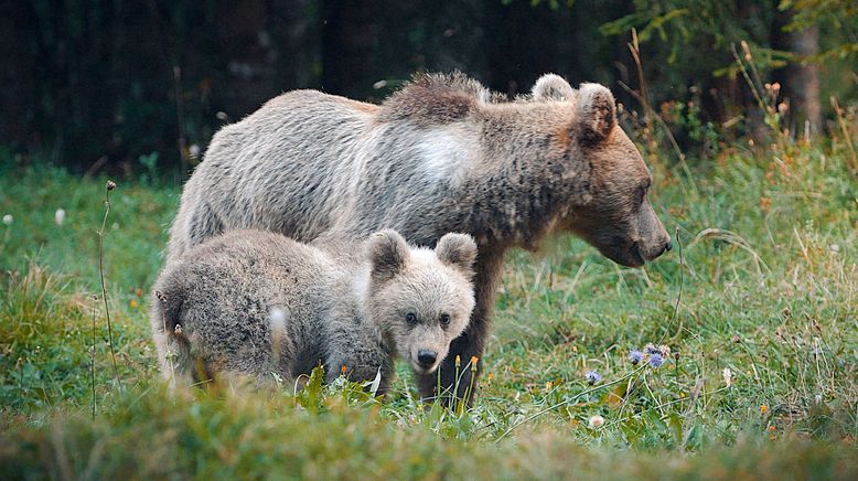 Wildes Slowenien