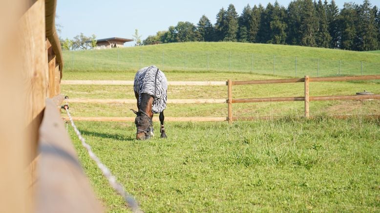 Beste Freunde - das Tiermagazin mit Andrea Schlager