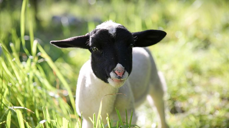 Unsere große kleine Farm: Die Serie