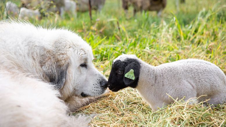 Unsere große kleine Farm: Die Serie