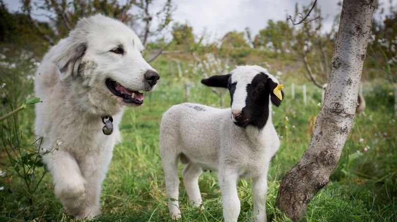 Unsere große kleine Farm: Die Serie