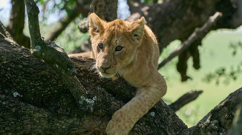 Nachwuchs in der Wildnis