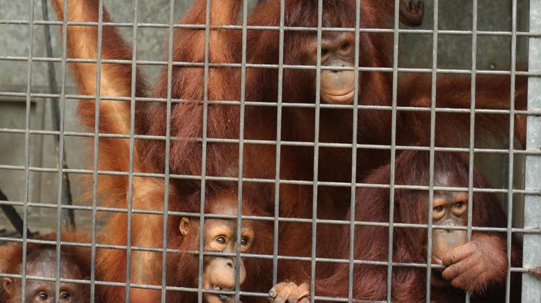 So wird man Orang-Utan