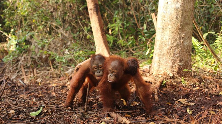 So wird man Orang-Utan