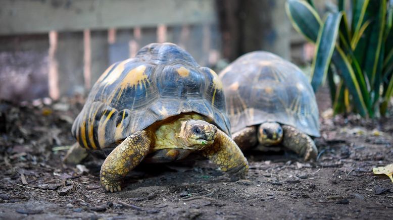 Zoo und so - Tierisch wild!