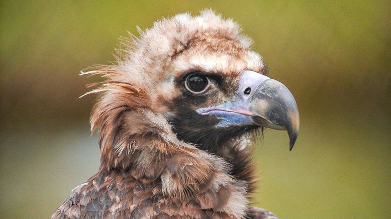 Zoo und so - Tierisch wild!